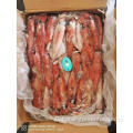  Whole Cleaned Uroteuthis Squid Frozen Uroteuthis Chinensis Squid For Sale13-18cm Manufactory